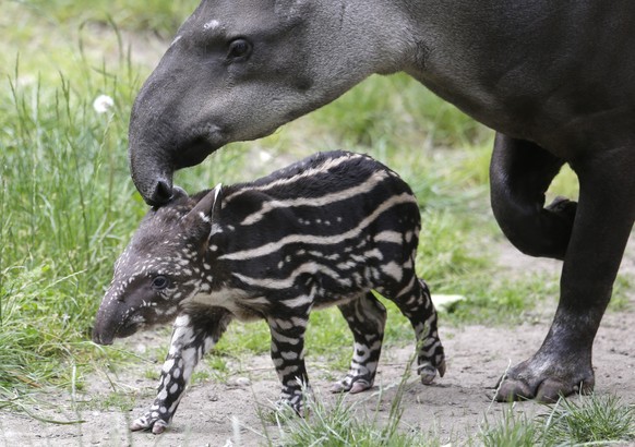 South American tapir Ivana walks with her newly born son at their enclosure at the Zoo in Prague, Czech Republic, Thursday, May 28, 2015. The yet to be named male baby tapir was born on Tuesday, May 1 ...