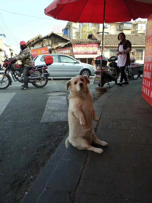 Hund sitzt mega gerade
Cute News
https://imgur.com/t/aww/NrjBj