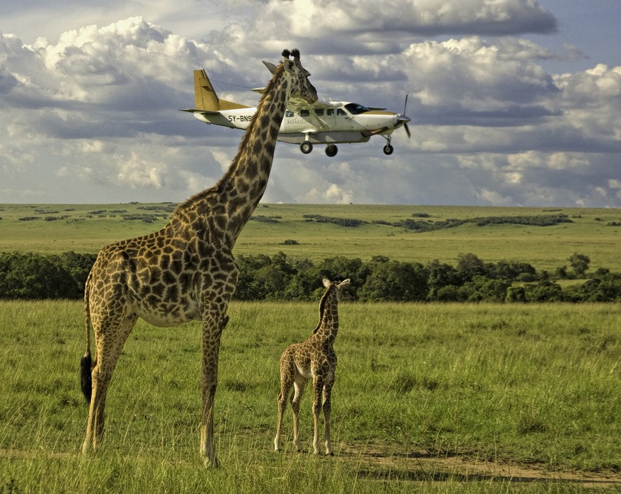 The Comedy Wildlife Photography Awards 2017
Graeme Guy
George Town
Malaysia

Title: Outsourcing seatbelt checks
Caption: Outsourcing seatbelt checks
Description: Masai Mara airstrip with a plane landi ...