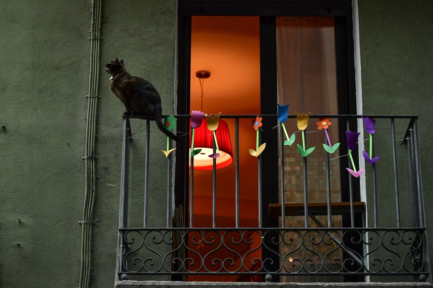 A cat sits on a balcony during confinement to prevent the spread of coronavirus COVID-19, in Pamplona, northern Spain, Thursday, April 2, 2020. The new coronavirus causes mild or moderate symptoms for ...