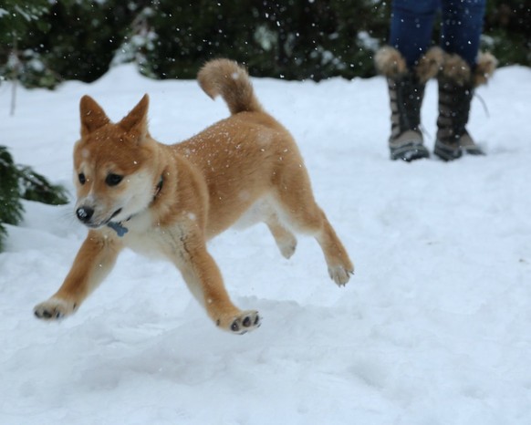 Hund im Schnee
Cute News
https://i.imgur.com/btjQybk.jpg