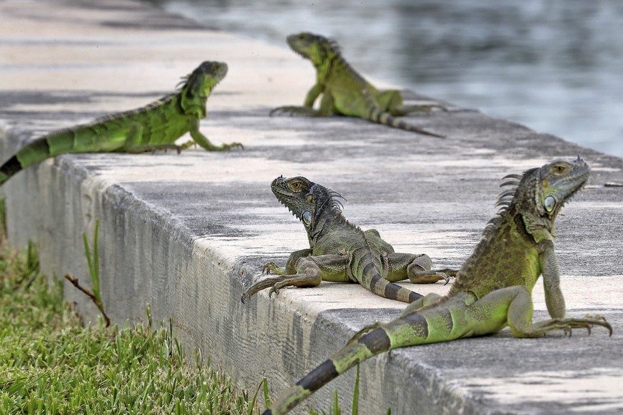 FILE - In this June 24, 2018, file photo, iguanas gather on a seawall in the Three Islands neighborhood of Hallandale Beach, Fla. Non-native iguanas are multiplying so rapidly in South Florida that a  ...