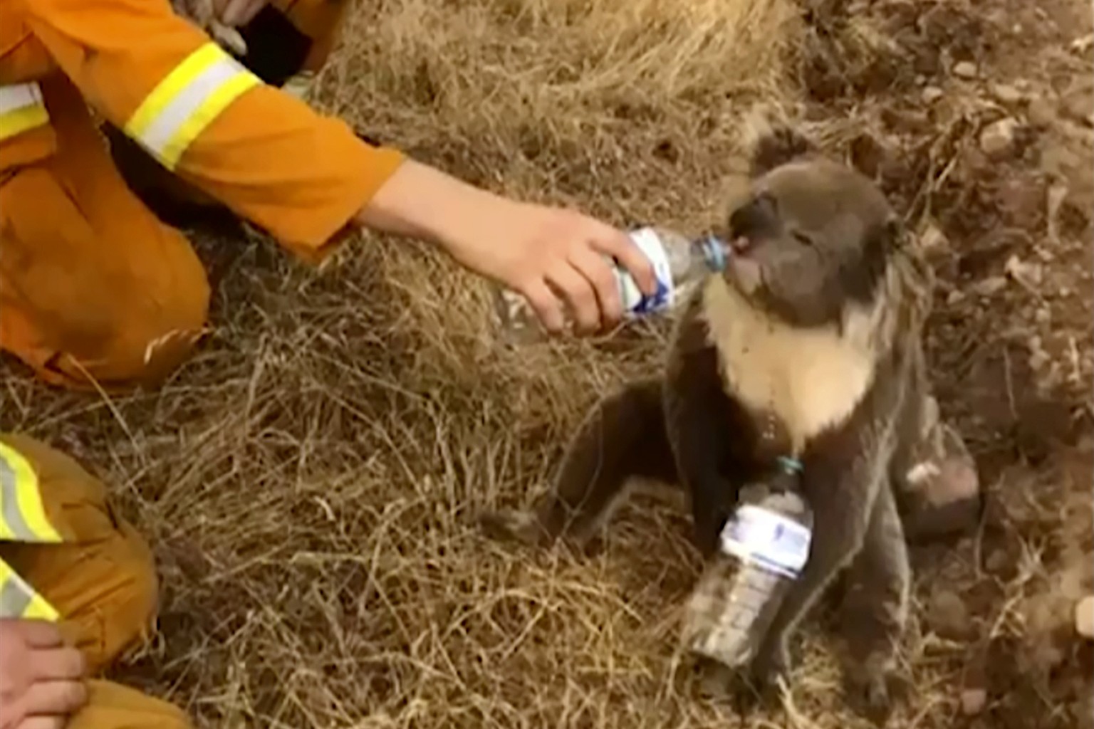 FIEL - In this image made from video taken on Dec. 22, 2019, and provided by Oakbank Balhannah CFS, a koala drinks water from a bottle given by a firefighter in Cudlee Creek, South Australia. Thousand ...