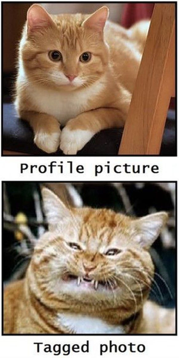 Katze social media truth

http://www.ifunny.com/pictures/profile-picture-vs-tagged-photo/