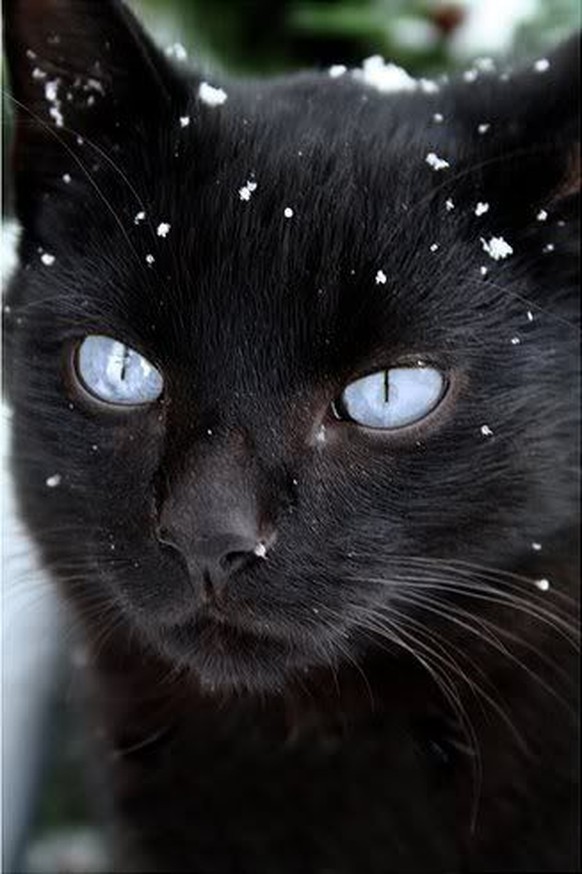 Katze mit blauen Augen.