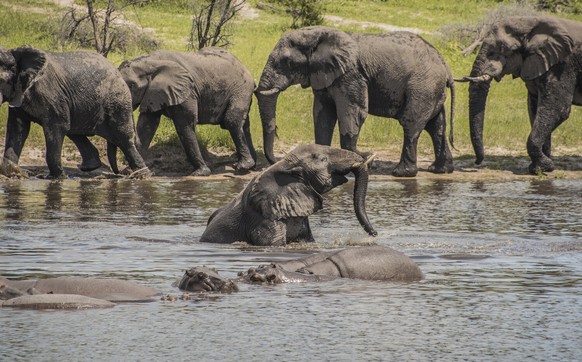 In this 2016 photo provided by researcher Connie Allen, male African elephants socialize along the Boteti River in Botswana. Female elephants are well-known to form tight family groups led by experien ...