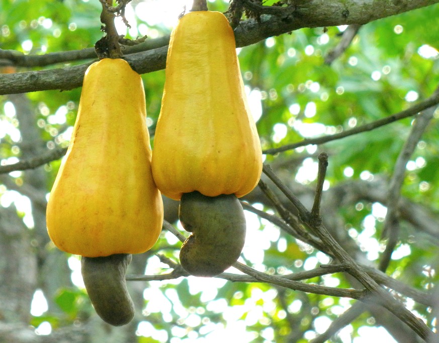 cashew nuts cashewkerne cashewäpfel frucht nuss samen essen food https://de.wikipedia.org/wiki/Cashew#/media/File:Cashew_apples.jpg