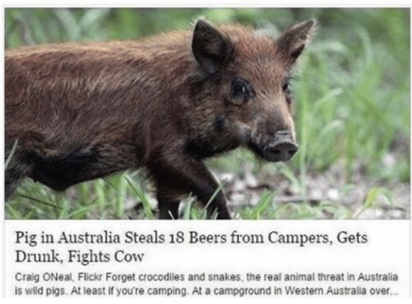 Schwein in Australien klaut 18 Biere von Campern, wird betrunken und kämpft gegen eine Kuh.