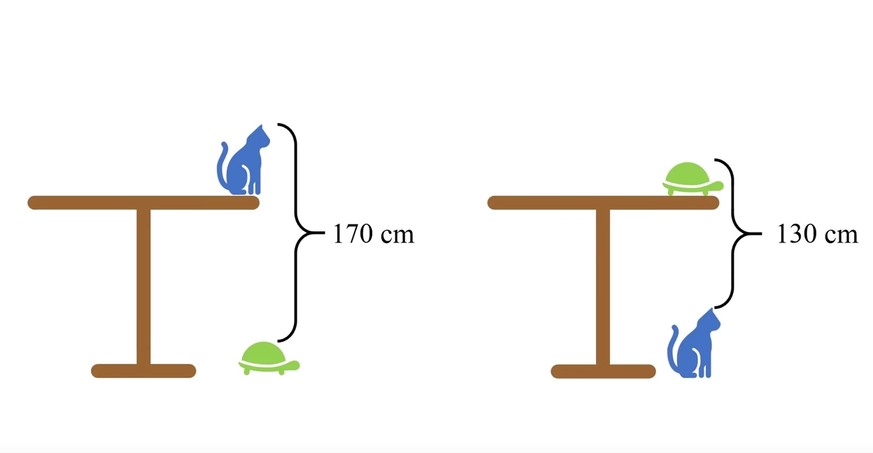 Rätsel: Katze Schildkröte Tisch