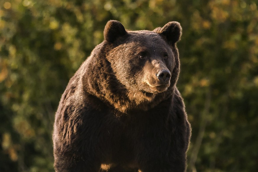 In this Oct. 2019 handout photo provided by NGO Agent Green, Arthur, a 17 year-old bear, is seen in the Covasna county, Romania. Romanian police will investigate a case involving Emanuel von und zu Li ...