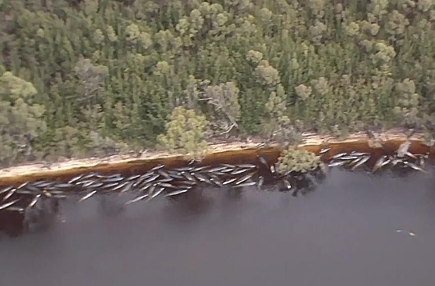 In this image made from aerial video shows numerous stranded whales along the coastline Wednesday, Sept. 23, 2020, near the remote west coast town of Strahan on the island state of Tasmania, Australia ...