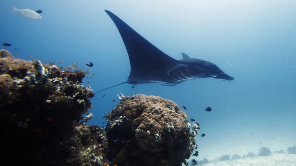 In this Oct. 18, 2011 photo, manta ray swims in the water, off Raja Ampat islands, Indonesia. Indonesia is now the world&#039;s largest sanctuary for manta rays, after officials were persuaded by evid ...