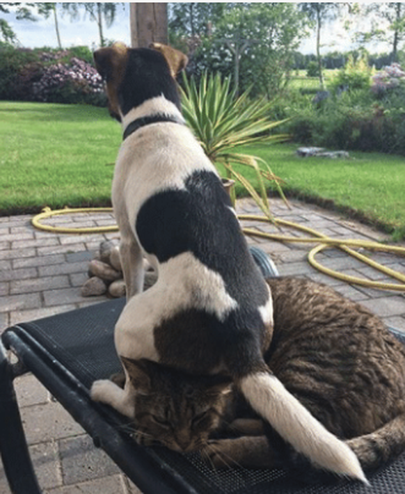 Hund sitzt auf einer Katze
Cute News
https://me.me/i/im-not-saying-that-my-dog-should-respect-the-cat-18633383