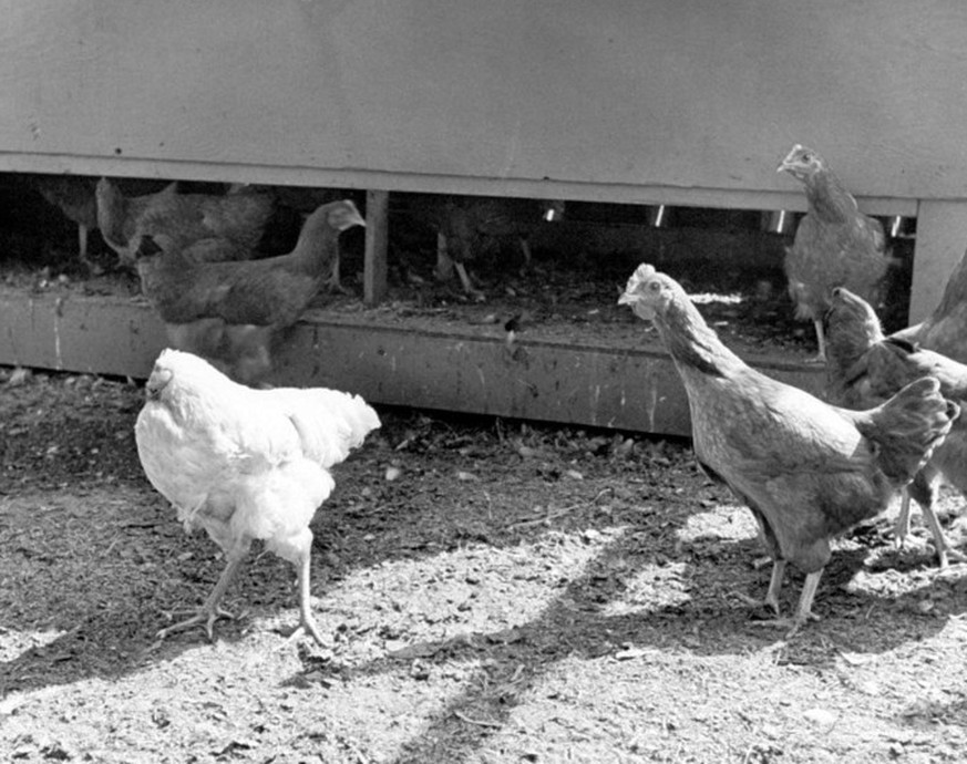 mike the headless chicken huhn ohne kopf usa 1947 https://www.youtube.com/watch?v=LqDjRCHyjTY