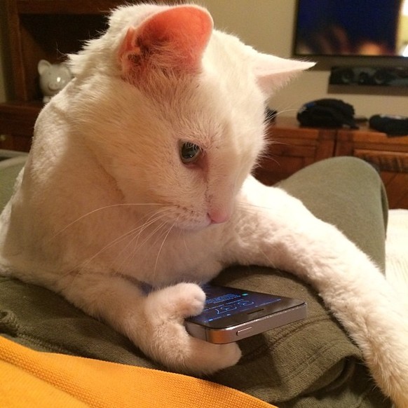 Katze mit iphone