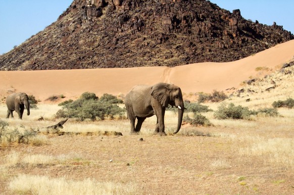 This June 17, 2014 photo shows elephants roaming in Torra Conservancy in Namibia. Namibia&#039;s conservancies give local communities a stake in conservation and development across the country, and a  ...