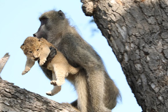 In this photo taken Saturday, Feb. 1, 2020, a male baboon carries a lion cub in a tree in the Kruger National Park, South Africa. The baboon took the little cub into the tree and preened it as if it w ...
