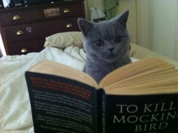 Katze liest Buch
https://i.imgur.com/Th0QHA6.jpg