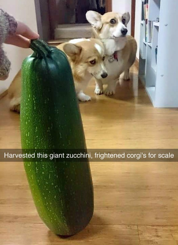 Übersetzung: «Habe diese gigantische Zucchetti geerntet. Verängstigte Corgis als Grössenvergleich.»