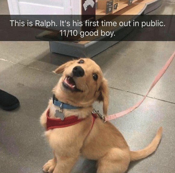 Das ist Ralph. Er ist heute zum ersten Mal in der Öffentlichkeit unterwegs. 11/10 guter Junge.