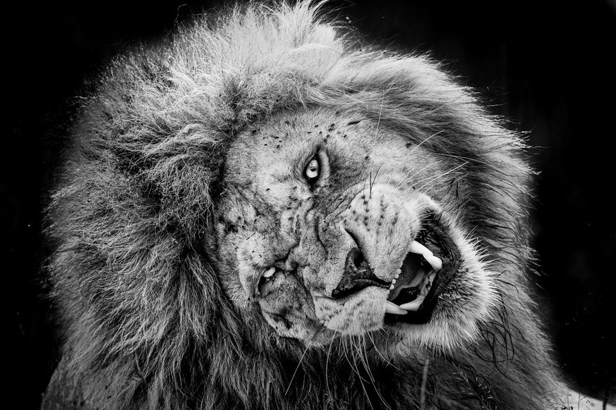 LION (Panthera leo), DANS LE PARC DU SERENGETI. TANZANIE. AFRIQUE
ESPECE VULNERABLE (UICN) VU
LION (Panthera leo), IN THE SERENGETI NATIONAL PARK. TANZANIE. AFRICA
 VULNERABLE (IUCN)
© Photo Alain ERN ...
