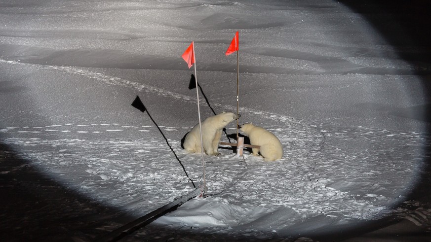 Polar bears at the ice camp close to Polarstern. 10 October 2019, Stefan Hendricks