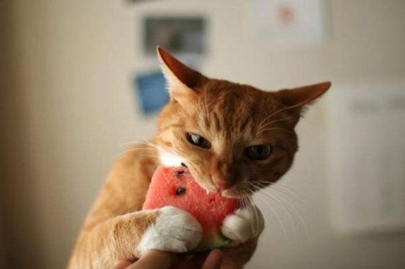 Katze isst Wassermelone 

https://www.pinterest.com/pin/356277020493973036/