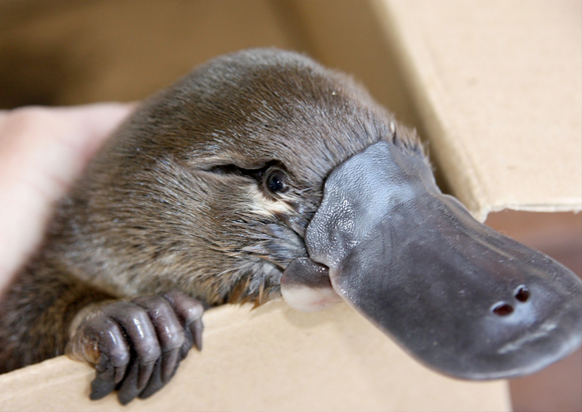 Schnabeltier, Schnable, Platypus
Cute News
http://imgur.com/gallery/oQhmL9y
