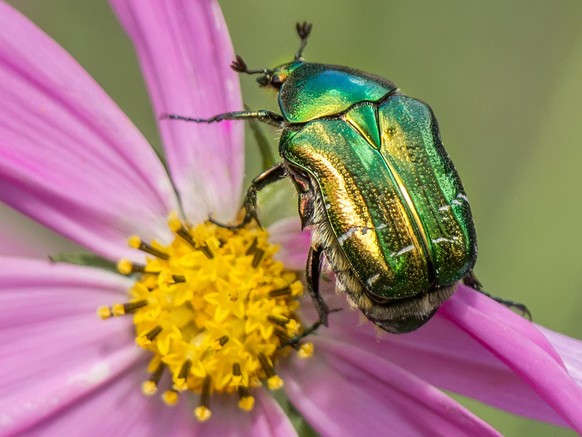 Goldglänzender Rosenkäfer Cetonia aurata