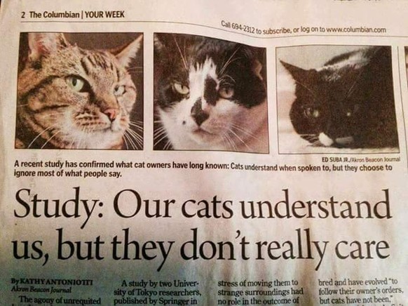 Die Schlagzeile sagt: «Studie: Unsere Katzen verstehen uns, aber es ist ihnen egal.»