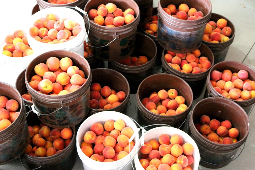 Florida peaches are pictured in pails after being picked from trees in this undated handout photo provided by Florida Sweet Peaches. The first peaches are ripe for harvest in Florida, bred to thrive w ...
