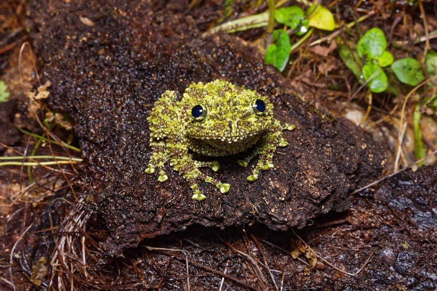 Vietnamesischer Moosfrosch (Theloderma corticale) im Tierporträt der Woche bei den Cute News auf watson.ch