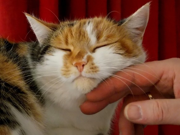Katze wird gestreichelt
https://pixabay.com/en/stroke-cat-pet-animal-fur-ears-247582/