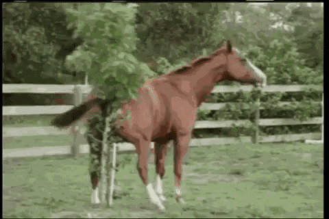 Pferd kratzt seinen Hintern an einem Baum.
Cute News
https://media.giphy.com/media/xTiTnDTie2HUNX5EyY/giphy.mp4