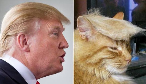 Katze und Donald Trump
https://imgur.com/gallery/MeJJR