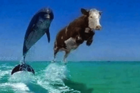 Delfin und Kuh
https://me.me/i/21356365