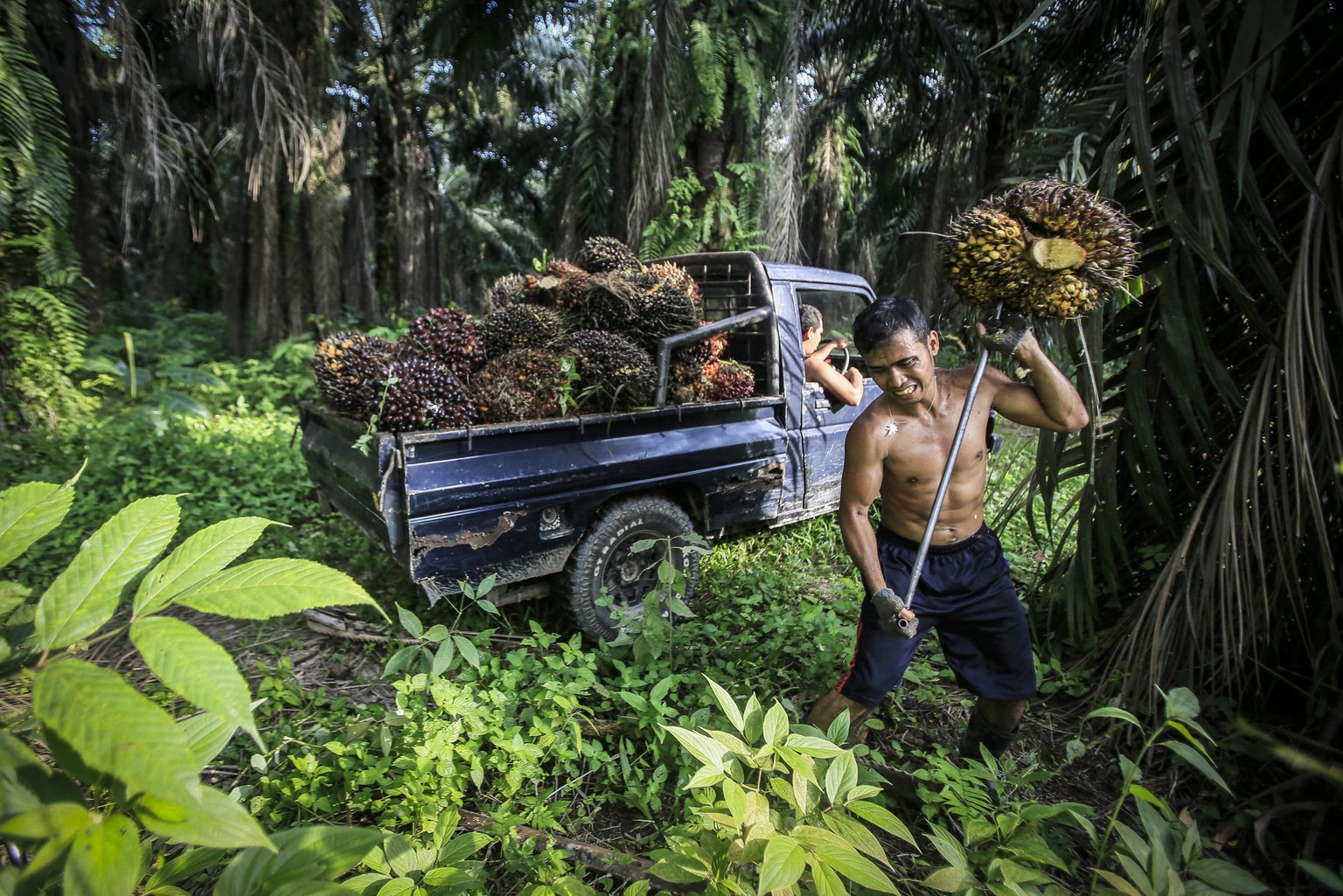 ARCHIV  ZUM NEUEN WASCHMITTEL OHNE PALMOEL DER FIRMA GOOD SOAPS AM DIENSTAG, 19. JUNI 2018, STELLEN WIR IHNEN FOLGENDES BILDMATERIAL ZUR VERFUEGUNG -- (08/42) An Indonesian worker harvests palm fruit ...