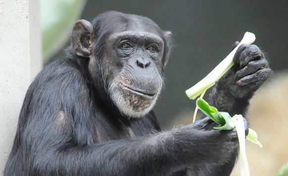 Ein Schimpanse (Pan troglodytes) verzehrt am Dienstag (19.07.11) im Zoo in Basel eine Lauchstange. Nach mehr als einjaehrigen Umbauarbeiten sind die Affen wieder in das Affenhaus im Basler Zoo (Zolli) ...