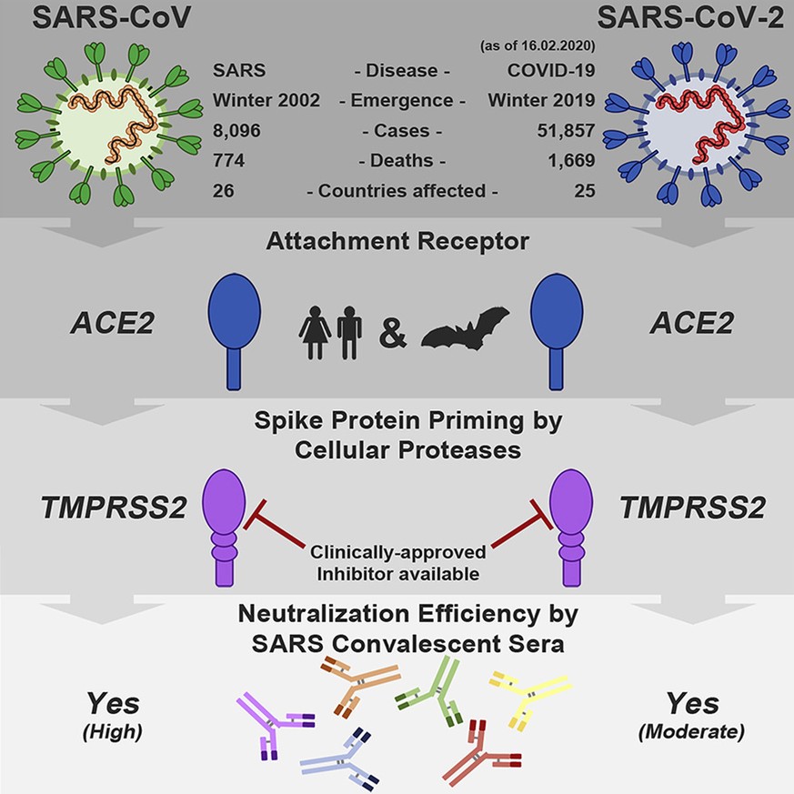 Proteaseinhibtor gegen SARS-CoV-2
https://www.sciencedirect.com/science/article/pii/S0092867420302294