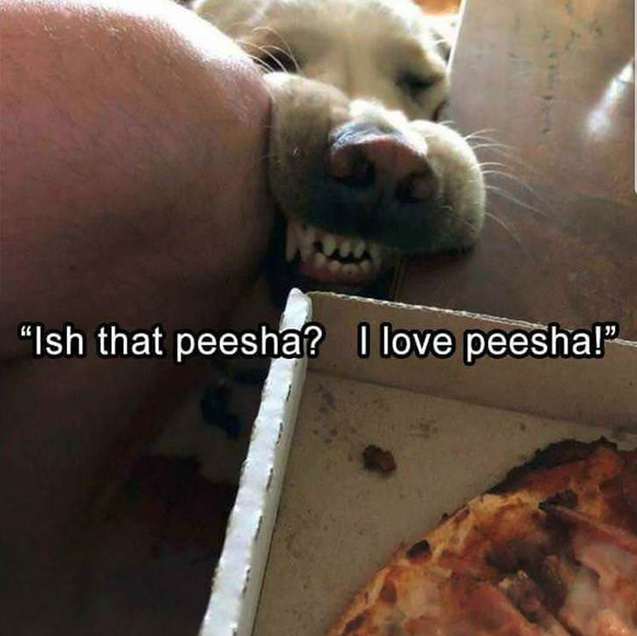 Pizza-Hund
Cute News
