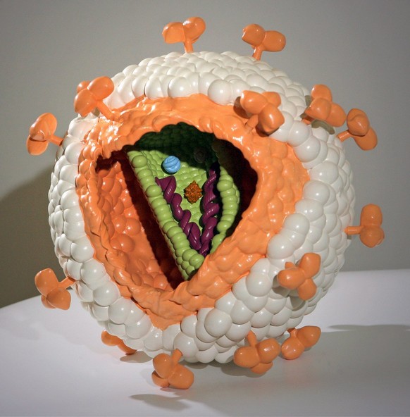 epa01347693 The world&#039;s most exact model of an HI virus is handed to the Phyletic Museum of Jena, Germany, 29 January 2008. The model was made of a special synthetic material in a so-called Rapid ...
