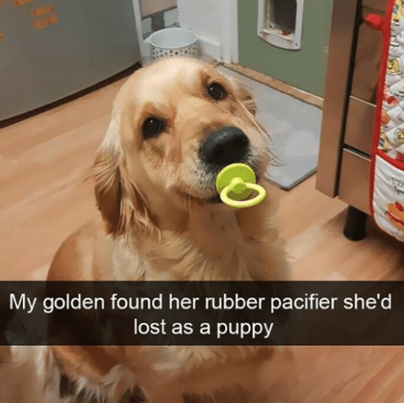 Golden Retriever
Cute News
https://me.me/i/when-you-found-out-you-gonna-be-a-dog-mom-21013382