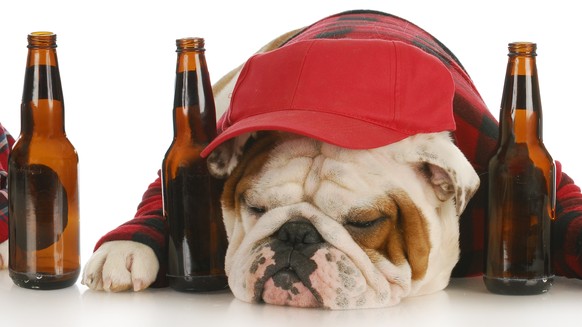 hangover kater müde hund bulldogge flaschen trinken alkohol