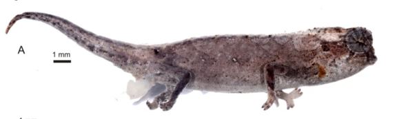 Dieses winzige Chamäleon wurde in Madagaskar gefunden und hat riesige Genitalien.