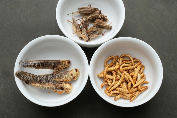 BERLIN, GERMANY - MAY 09: In this photo illustration dried grasshoppers, mealworms and crickets seasoned with spices and bought at a store selling insects for human consumption lie presented in dishes ...