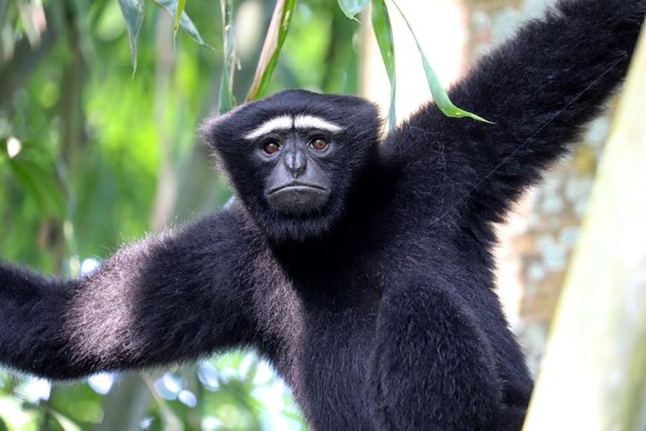 Ein Weissbrauengibbon. Es wird zwischen einer östlichen und einer westlichen Art unterschieden.
