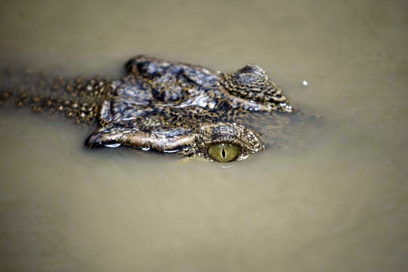 Allein in diesem Jahr haben Krokodile in Uganda bereits 30 Menschen getötet.&nbsp;