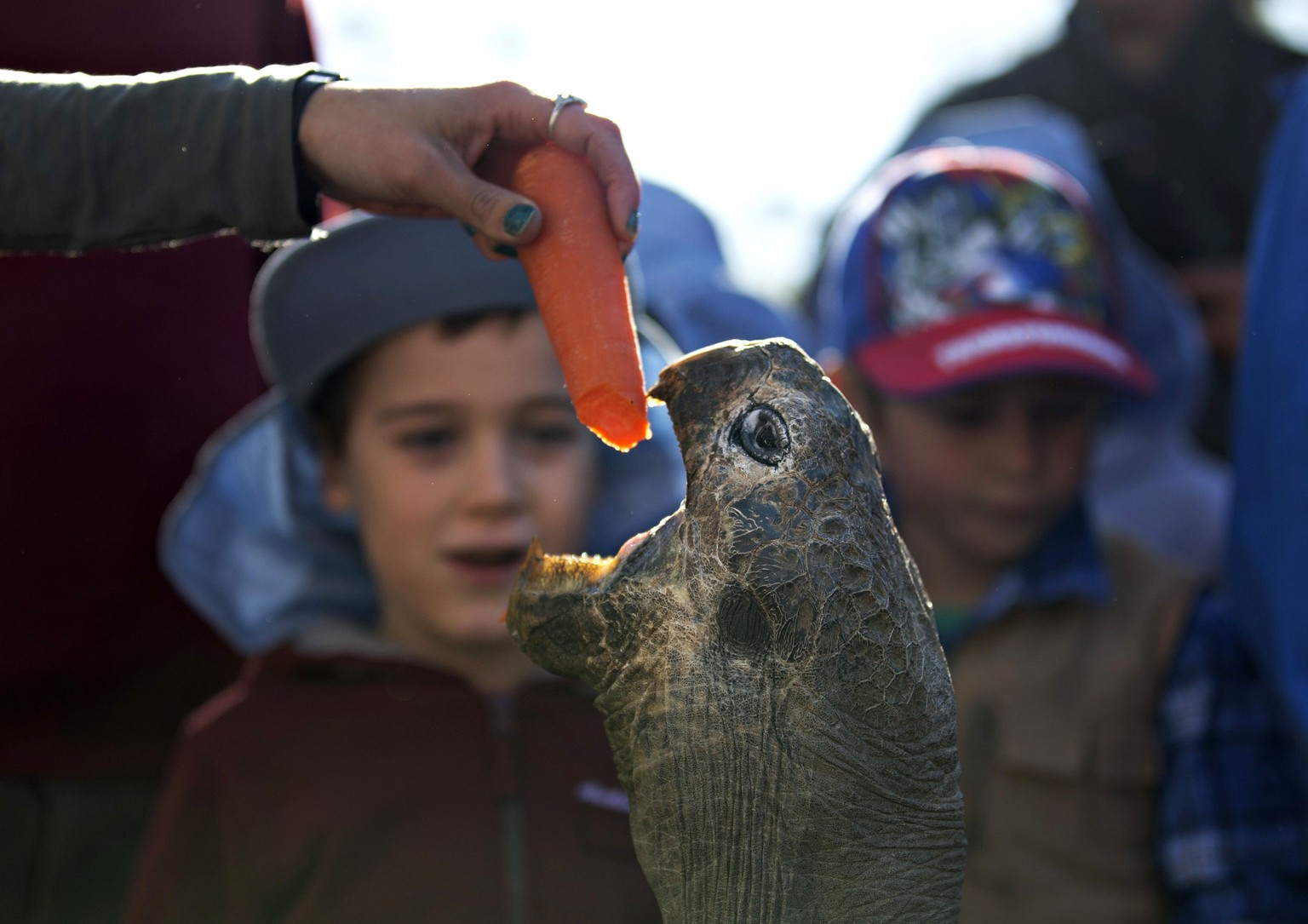 Hugo, a 63-year-old Galapagos Tortoise, is enticed out of his enclosure with a carrot fed to him by a keeper before his annual weighing at the Australian Reptile Park in Somersby near Sydney, July 1,  ...