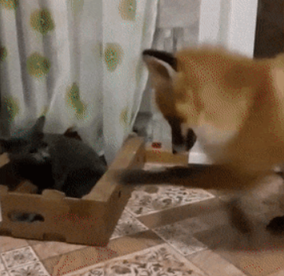 Fuchs vs Katze