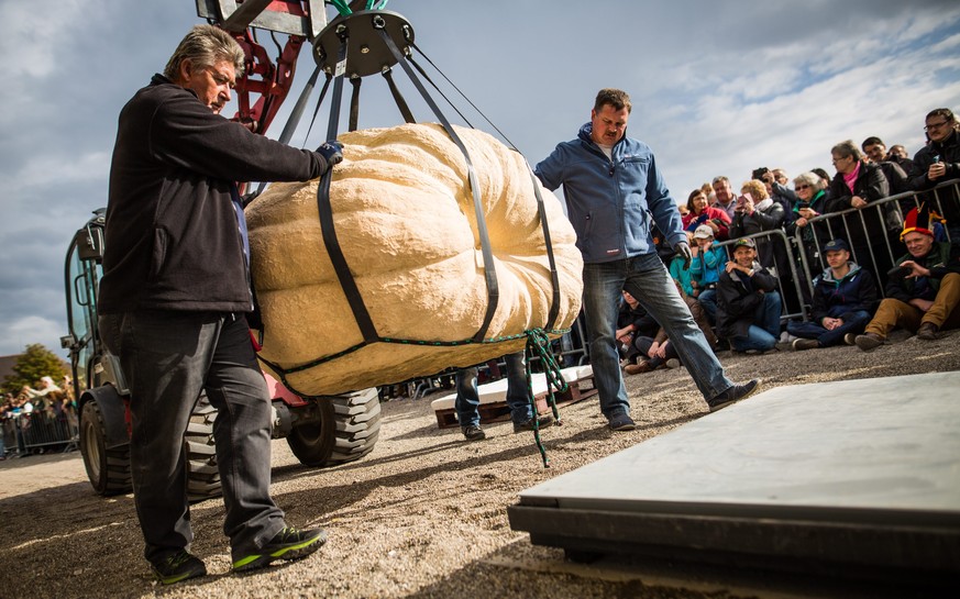epa05578246 Assistants use a pulley to position a giant pumpkin on scales at the European Championship Pumpkin Weigh-Off, a competition held in Ludwigsburg, Germany, 09 October 2016. The pumpkin grown ...